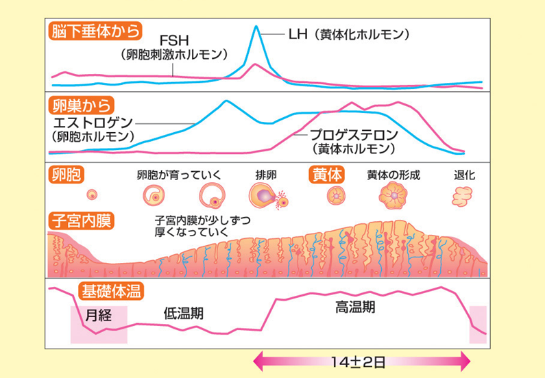 生理 周期 と は