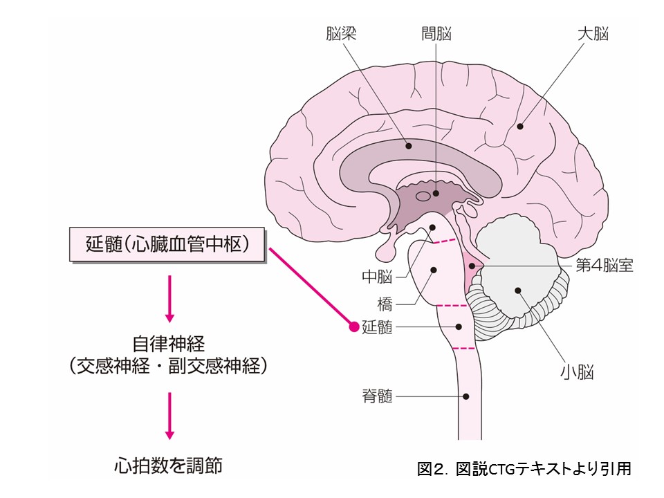 延髄（心臓血管中枢）の働き