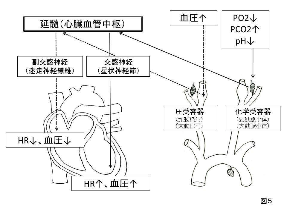 センサーと自律神経機能の働き