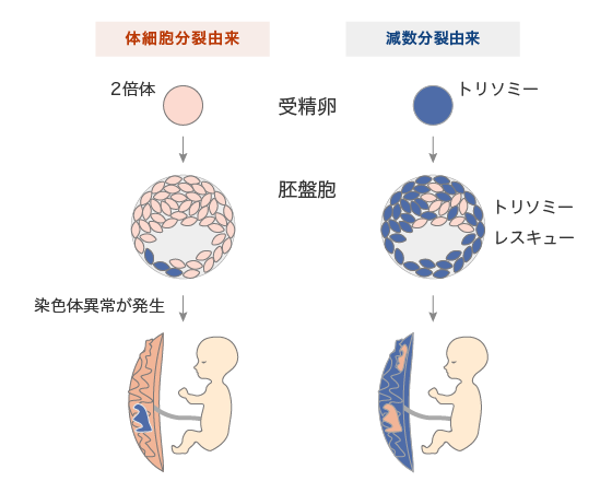 モザイク 胚 と は