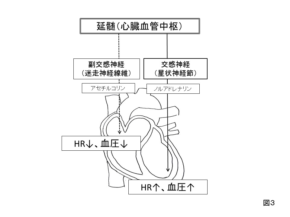 自律神経（交感神経と副交感神経）の働き