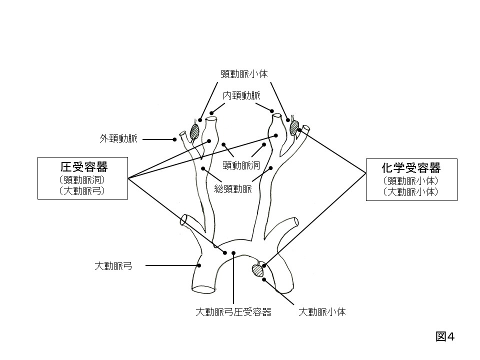 センサー（化学受容器と圧受容器）