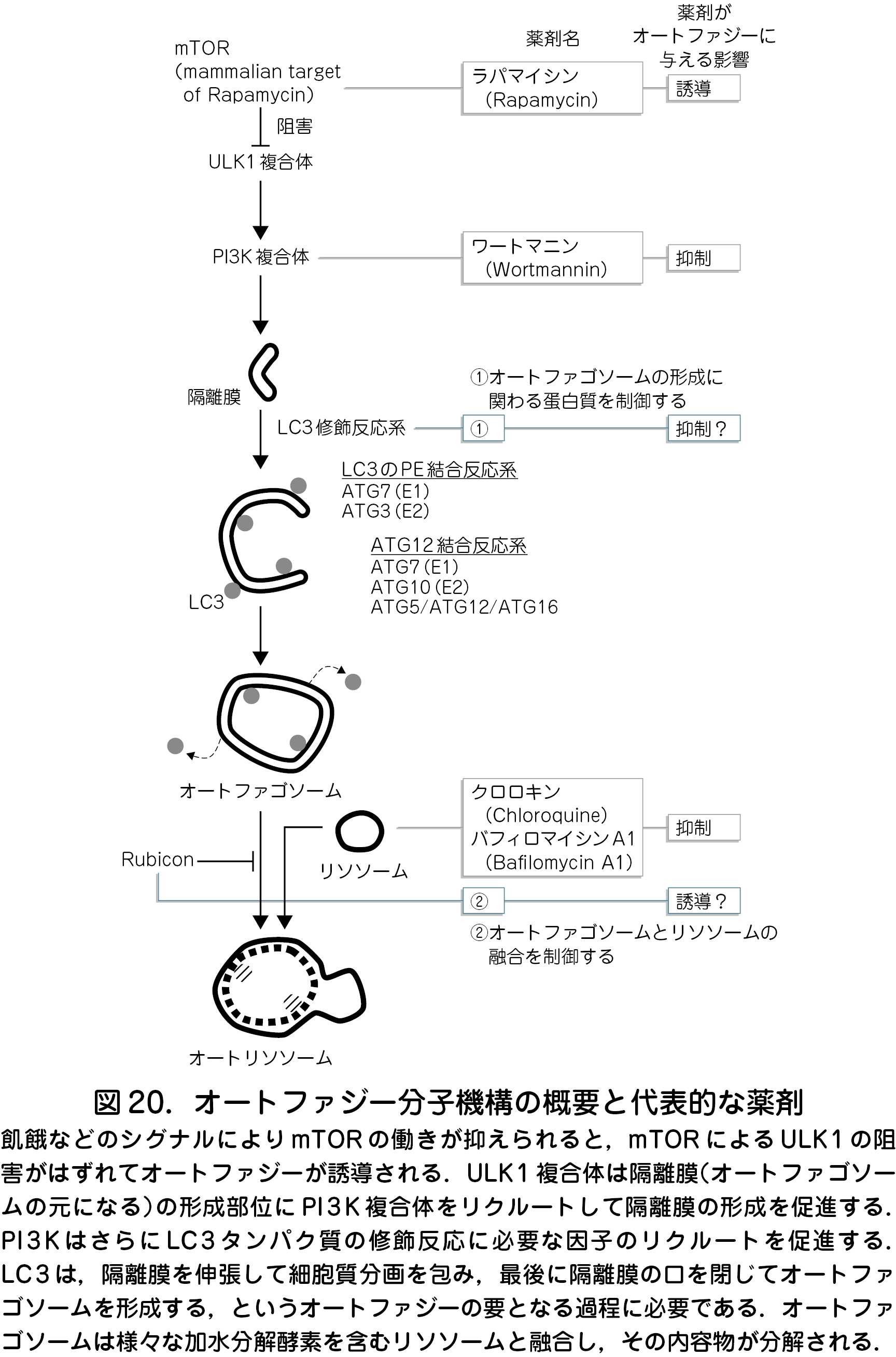 と オート は ファジー