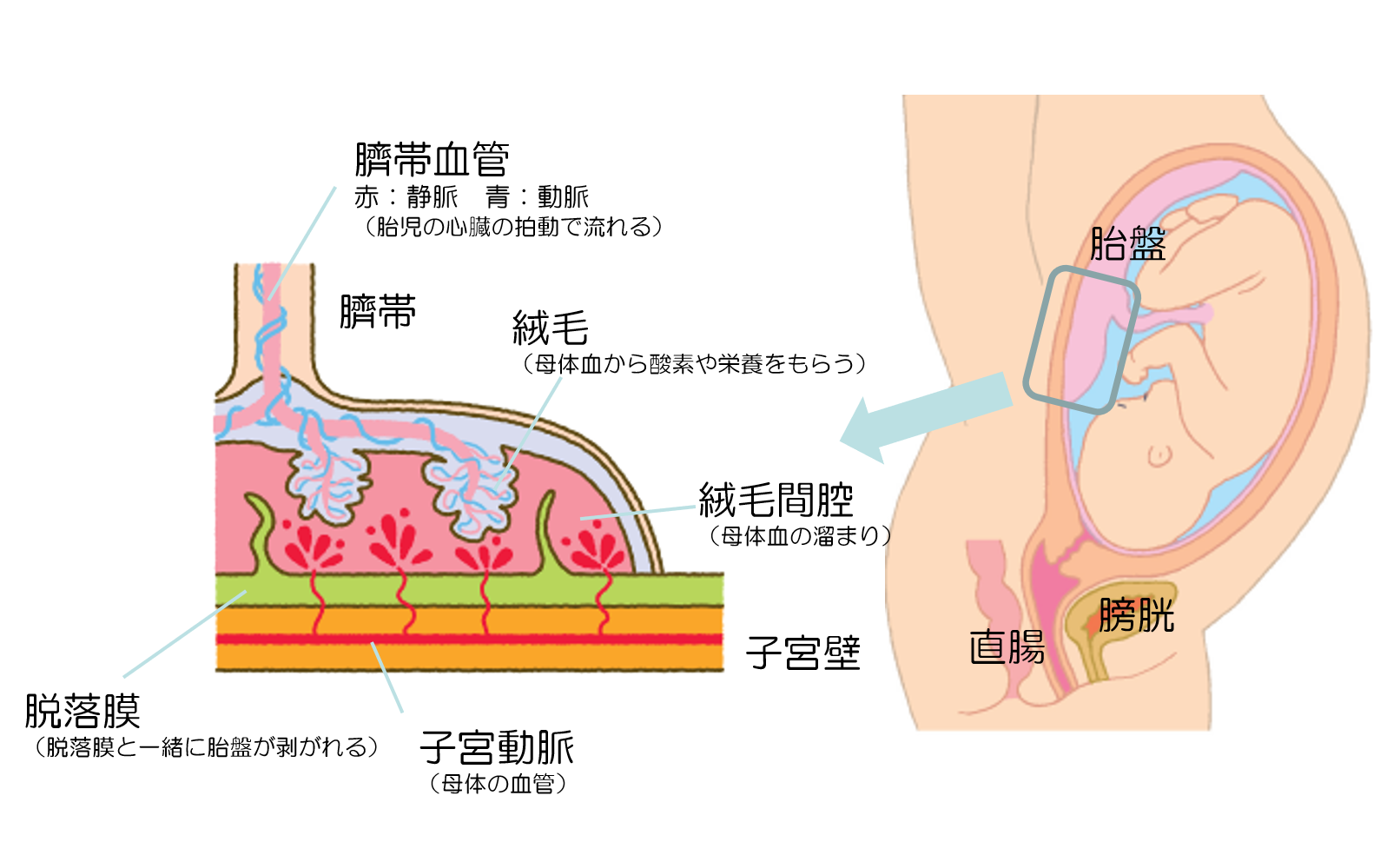 25 胎盤 臍帯の超音波像 日本産婦人科医会