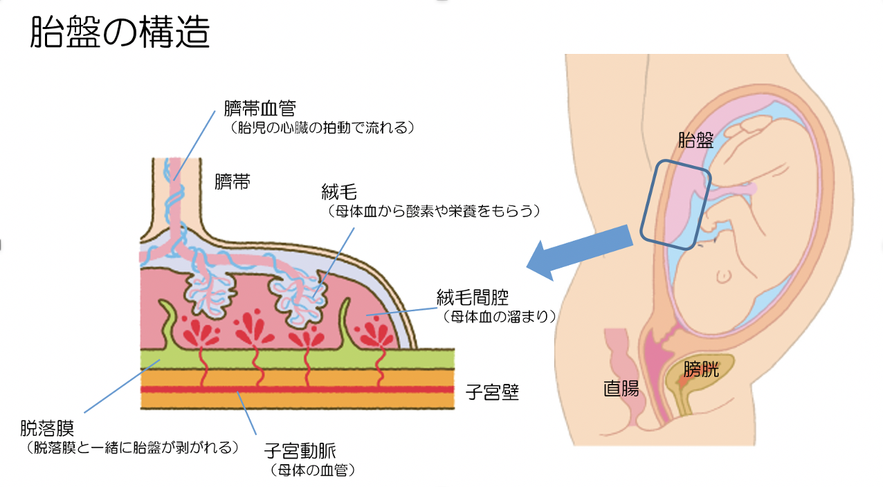 29 胎盤梗塞 日本産婦人科医会