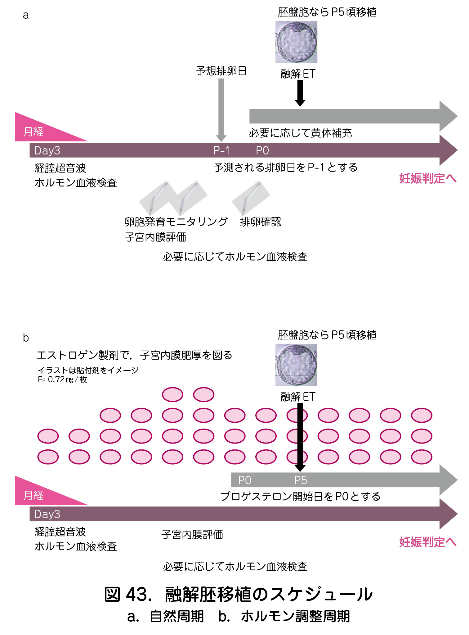 図43．融解胚移植のスケジュール