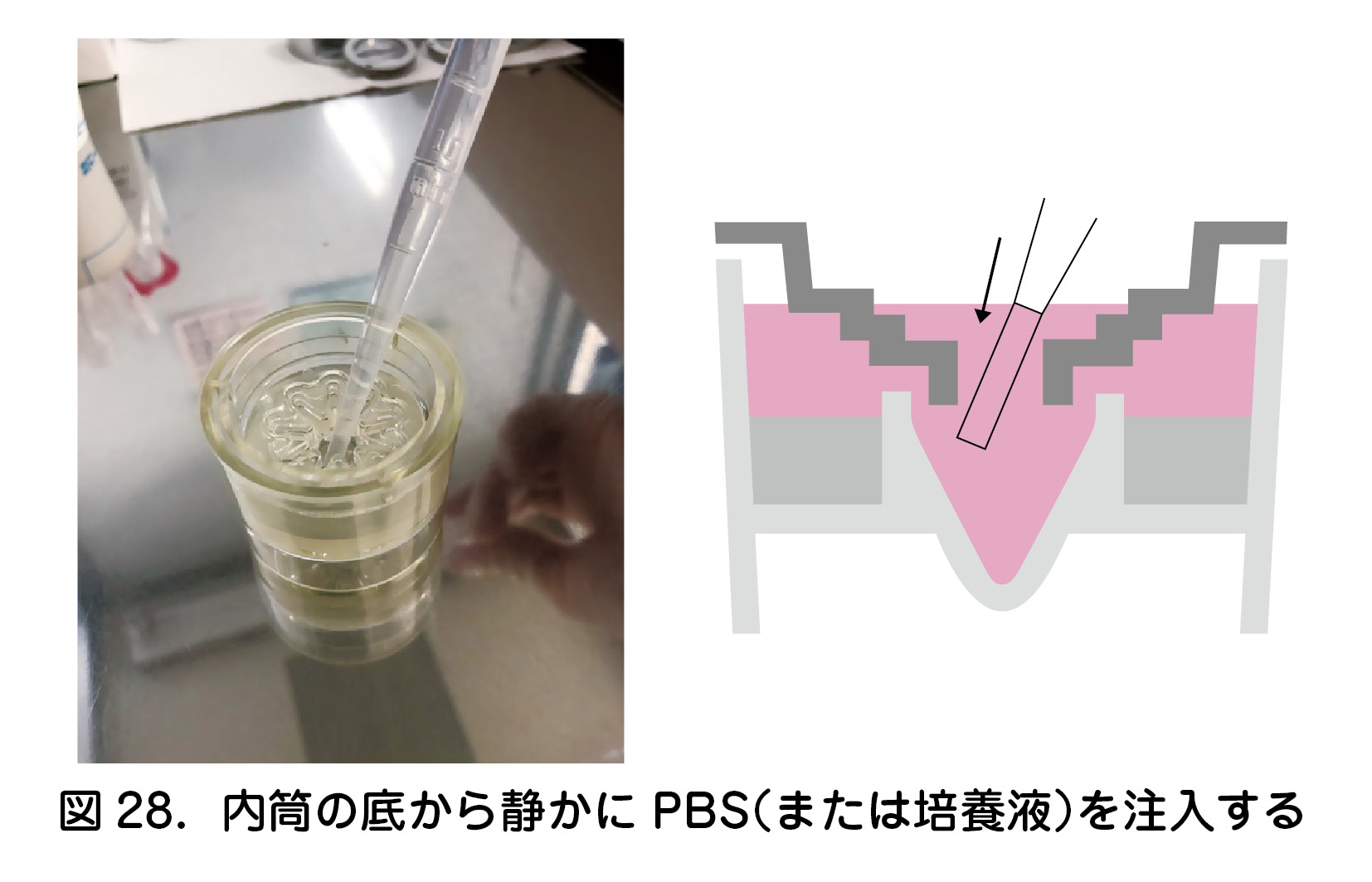 図28．内筒の底から静かにPBS（または培養液）を注入する