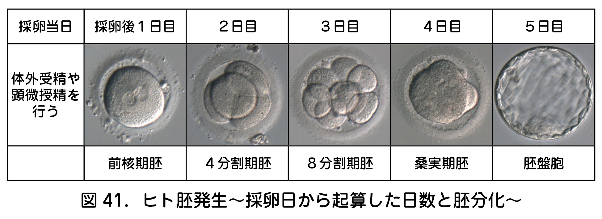 図41．ヒト胚発生～採卵日から起算した日数と胚分化～