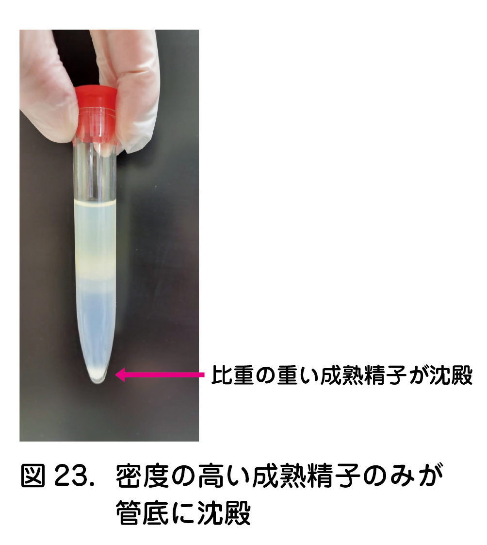 図23．密度の高い成熟精子のみが管底に沈殿