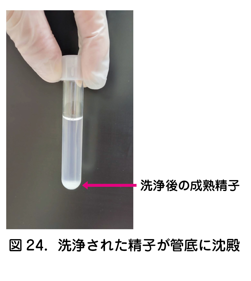 図24．洗浄された精子が管底に沈殿