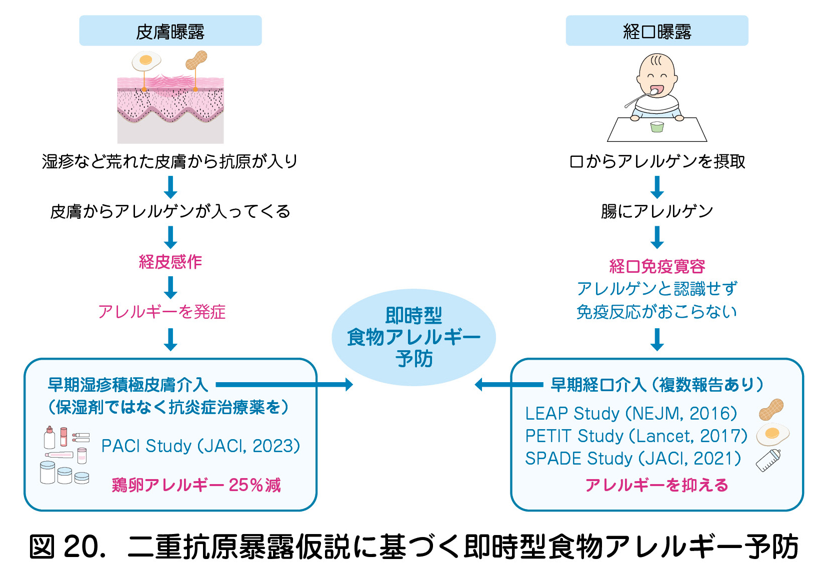 図 20．二重抗原暴露仮説に基づく即時型食物アレルギー予防